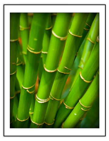 Bamboo Jungle