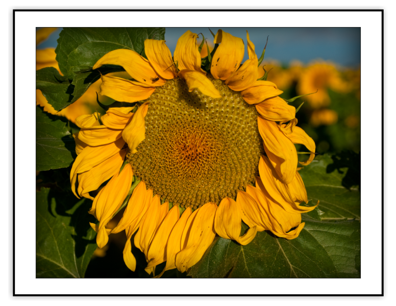 Keensburg Sunshine