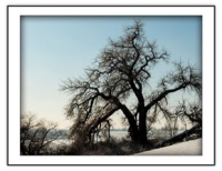 Trees Strong Against the Cold